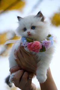 Kitten being held
