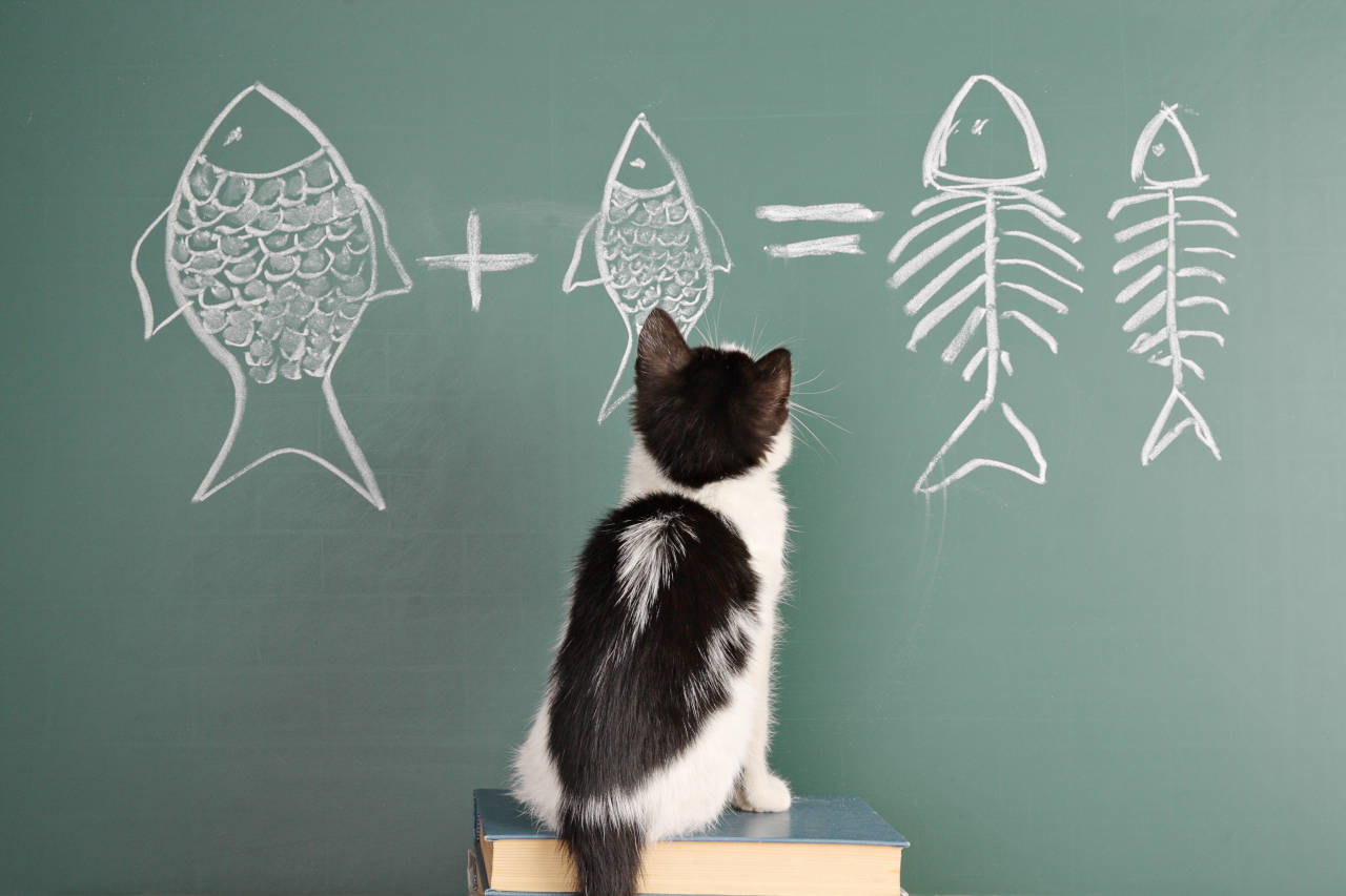 Kitty doing addition with fish