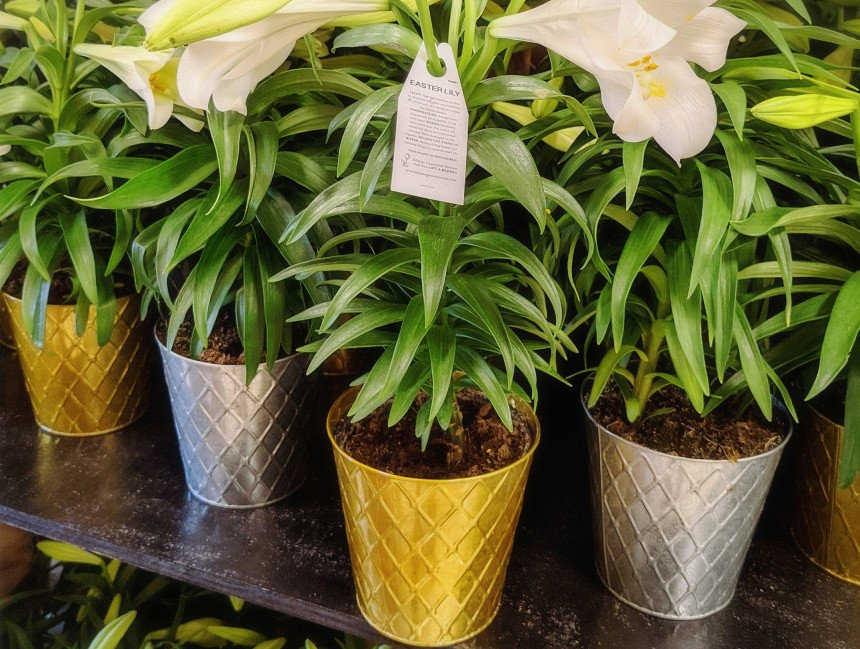 easter-lilies-are-toxic-to-cats