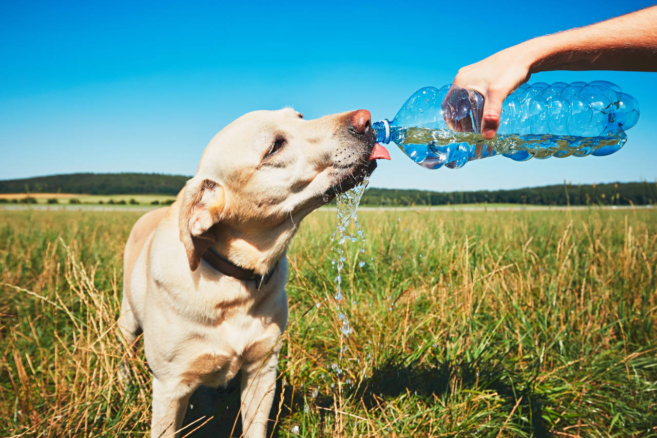 Dog getting water in summer