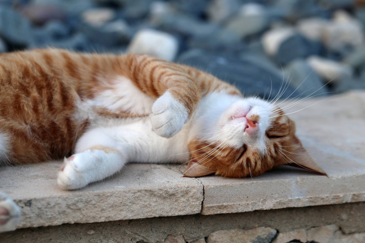 Tabby cat laying outside