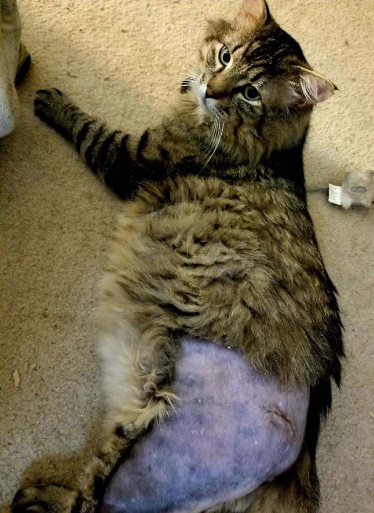 Vern post operation 1